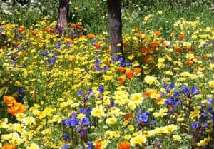 gardens grow