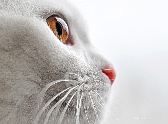 3 Reasons Why CBD Oil Is Good For Your Pets