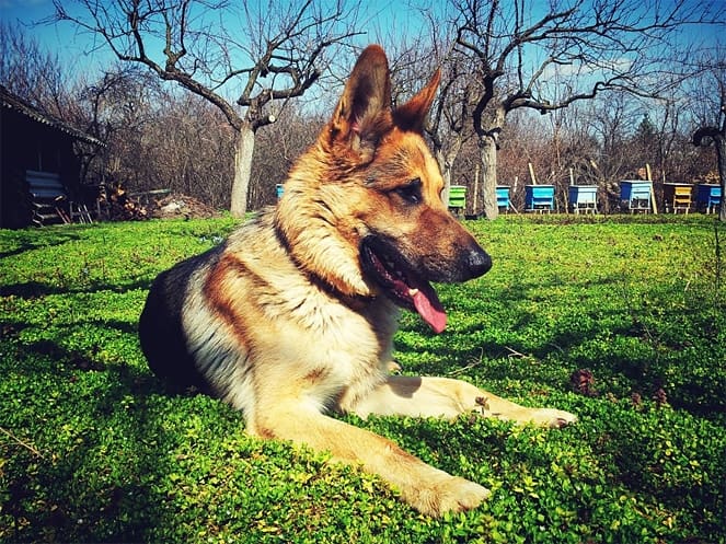 How to Take Good Care of a Support Dog