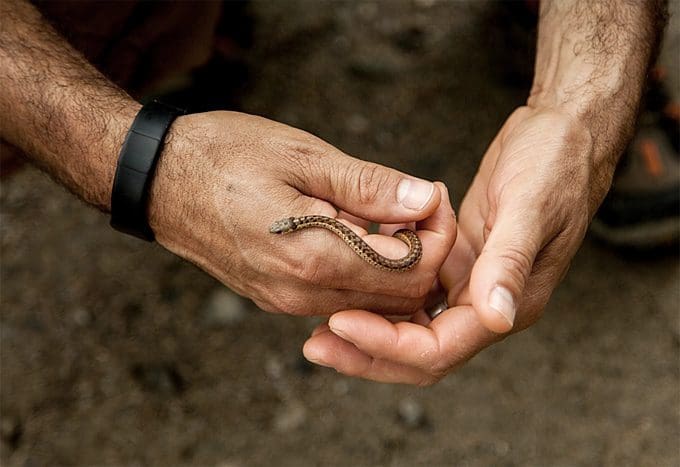 Pet Reptile