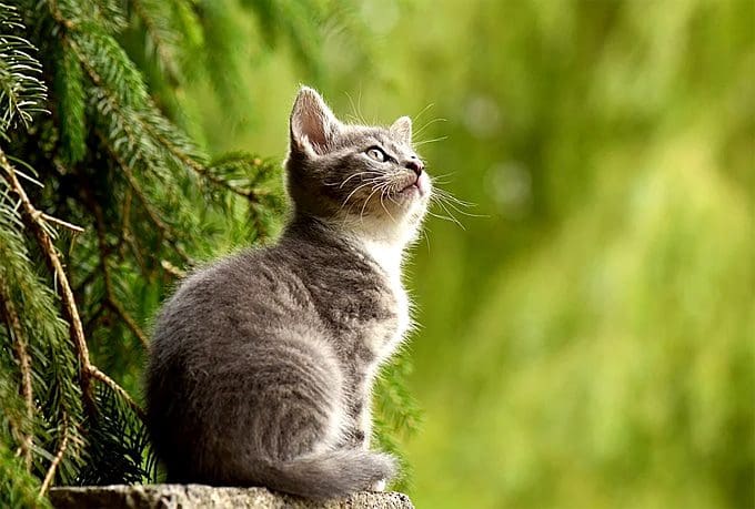 best Cat Breed 