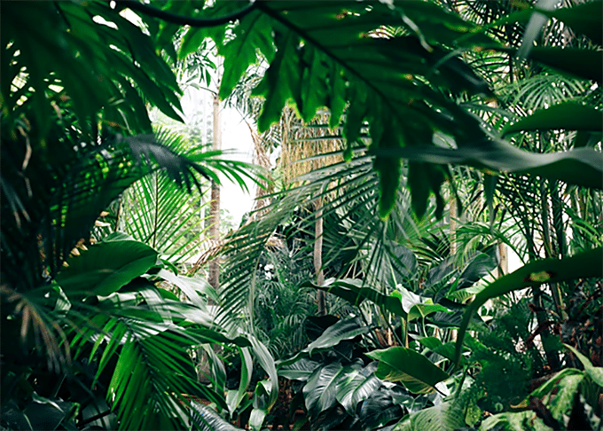 Plants Thriving