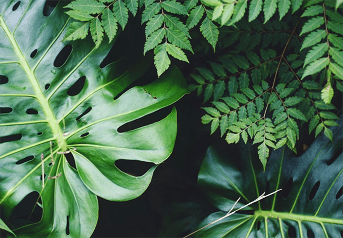 Your Plants thrive