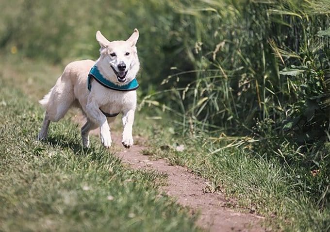 Get Your Dog a GPS Tracker for These Good Reasons