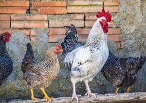 Run Chicken Farm