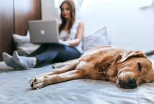 Gift Ideas pets