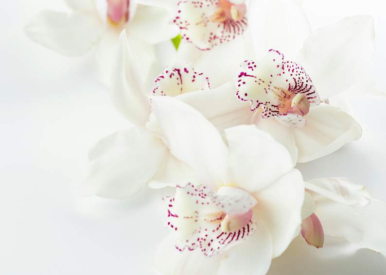 Why Flowers Are Always a Thoughtful and Timeless Gift